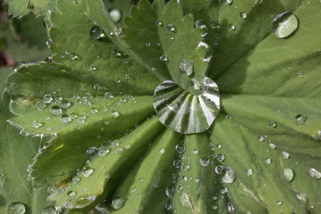 Alchemilla Frauenmantel mit Diamantem _ Foto Martina Schneider