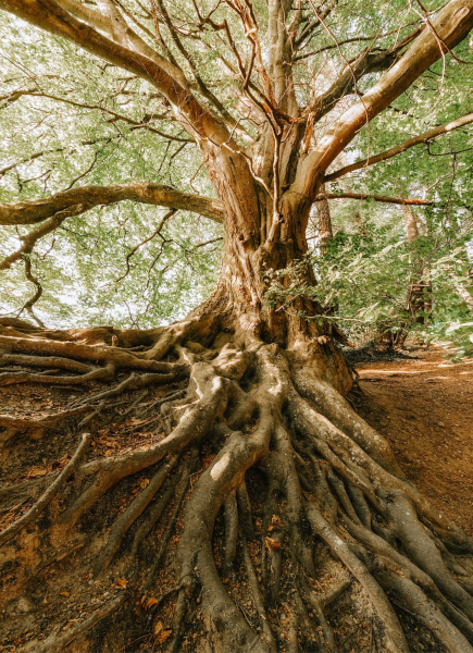 Energetisches Verfahren - Baum mit Wurzeln